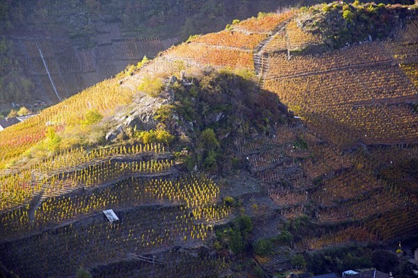 Vineyards in autumn