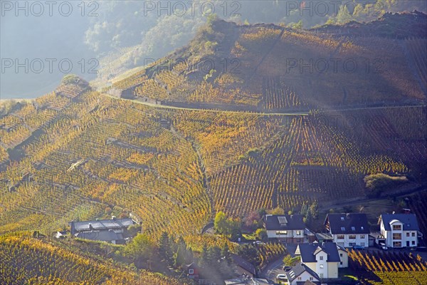 Vineyards in autumn