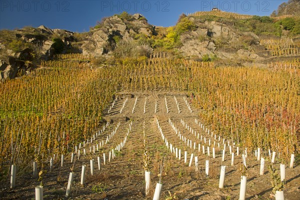 Vineyards in autumn