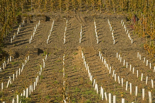 Vineyards in autumn