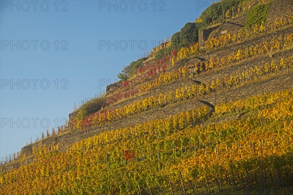 Vineyards in autumn