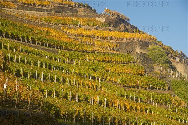 Vineyards in autumn