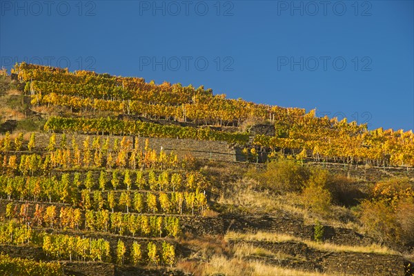 Vineyards in autumn