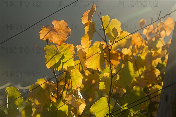 Vineyards in autumn