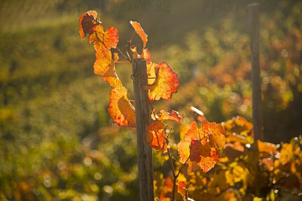 Vineyards in autumn