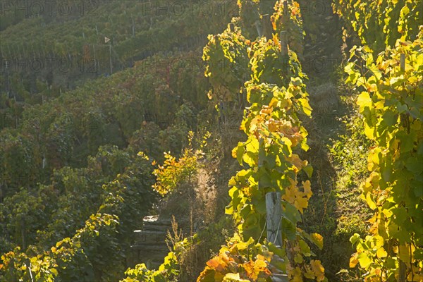 Vineyards in autumn