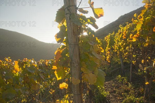 Vineyards in autumn