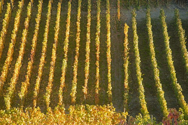 Vineyards in autumn