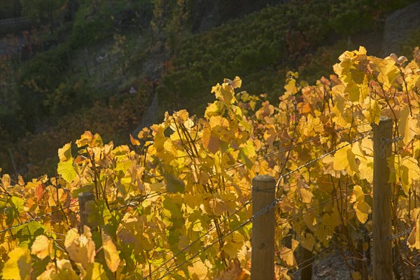 Vineyards in autumn