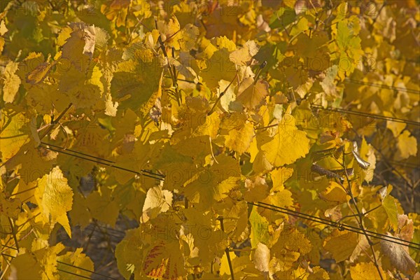 Vineyards in autumn