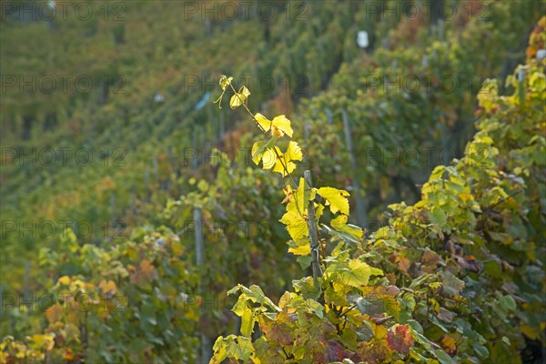 Vineyards in autumn