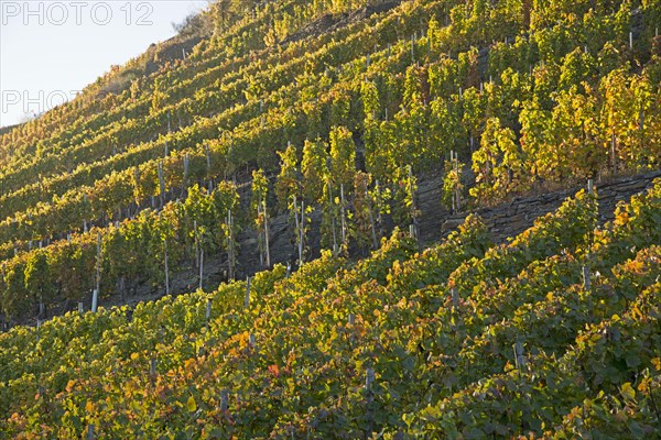 Vineyards in autumn