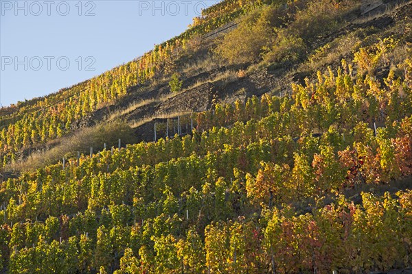 Vineyards in autumn