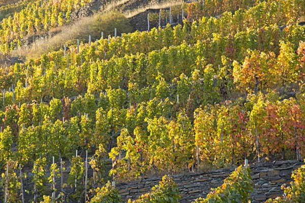 Vineyards in autumn