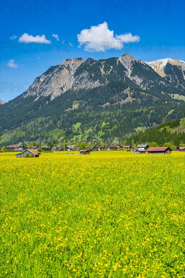 Alpine meadow