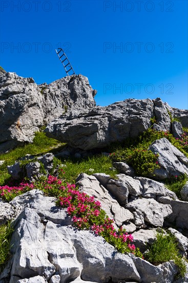 Alpine roses