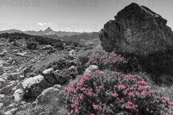 Rhododendrons