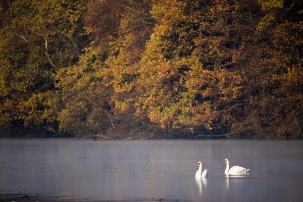 Two Swimming Mute Swans