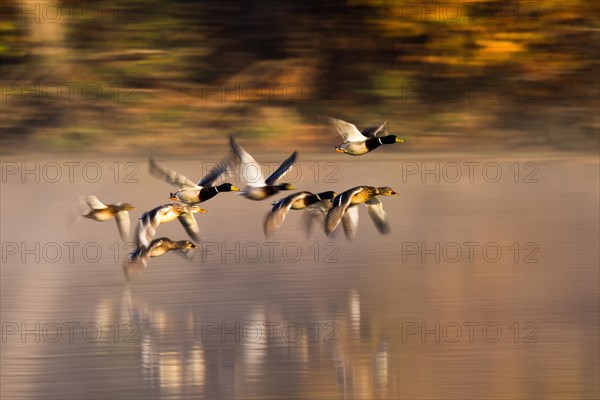 Mallards