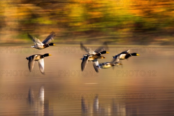 Mallards