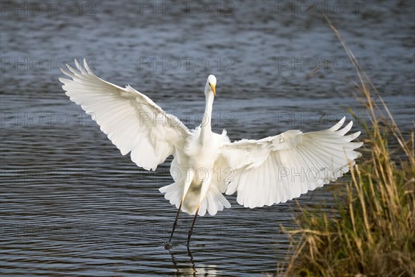 Great egret