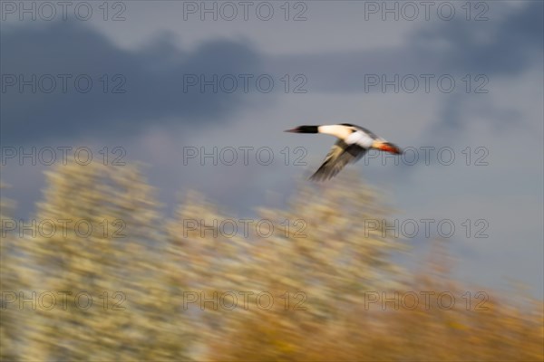 Common merganser