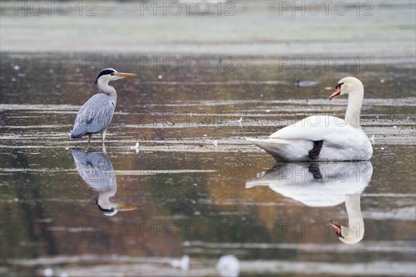 Grey heron