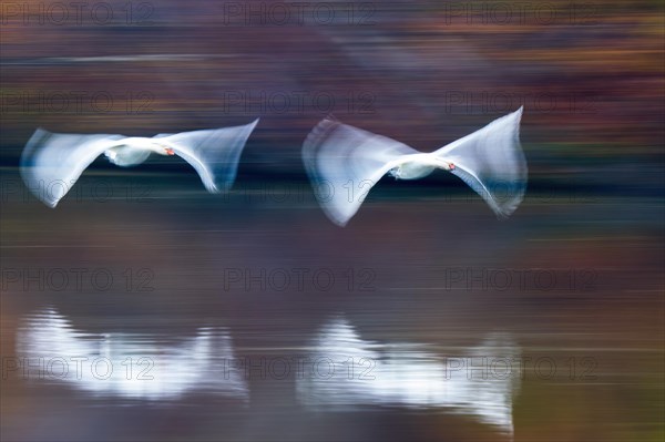 Two Mute Swans