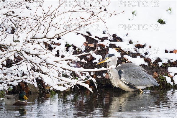 Grey heron