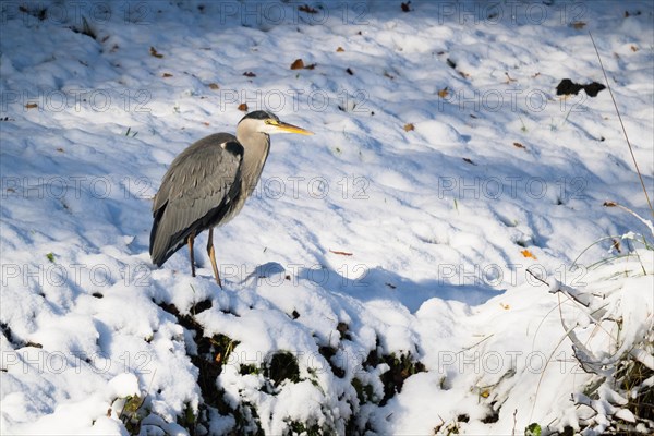 Grey heron