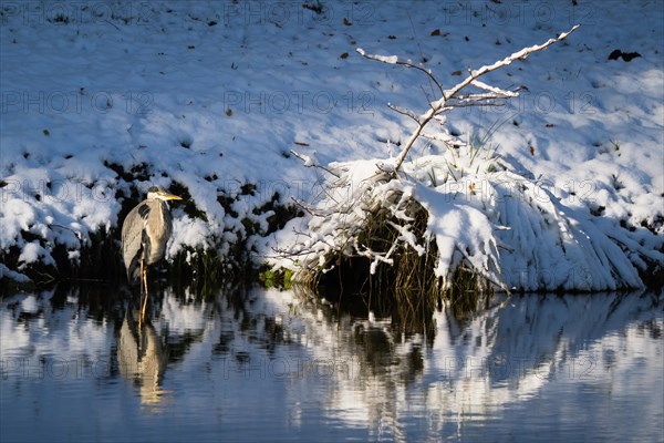 Grey heron