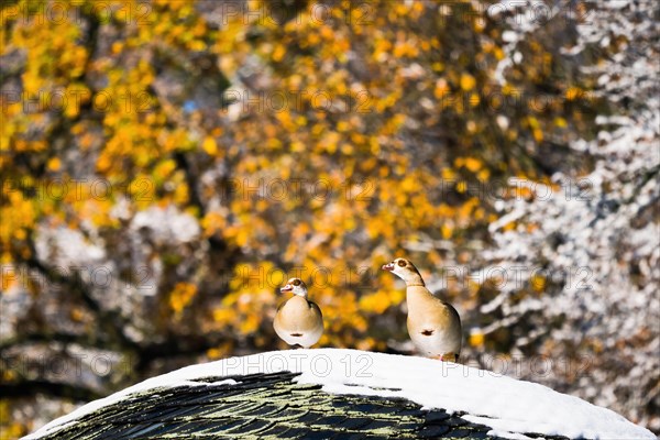 Two Egyptian Geese