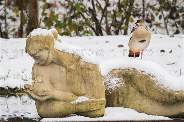 Egyptian goose