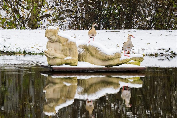 Two Egyptian Geese