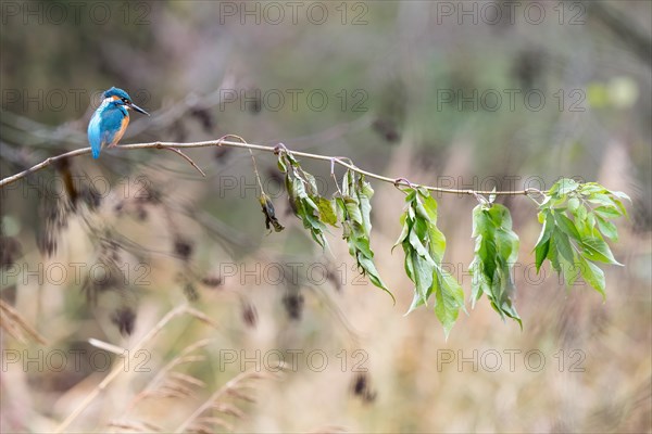 Common kingfisher