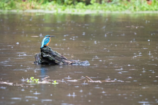 Common kingfisher