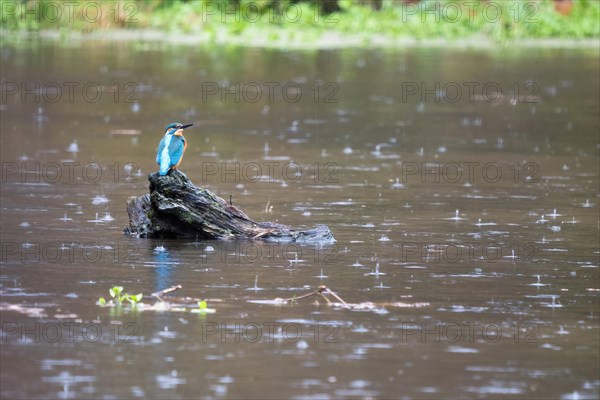 Common kingfisher