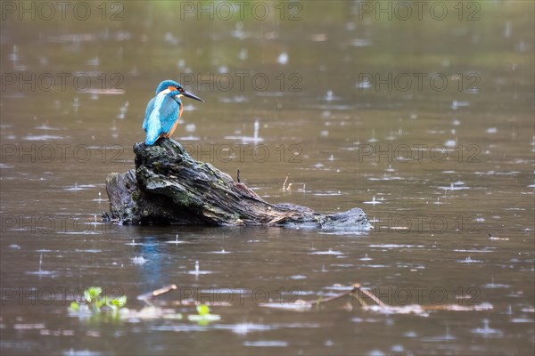 Common kingfisher