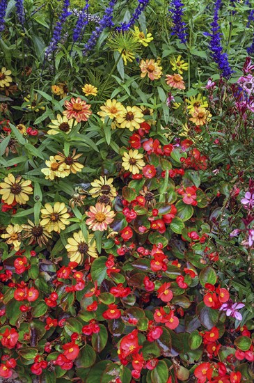 Colourful marguerites