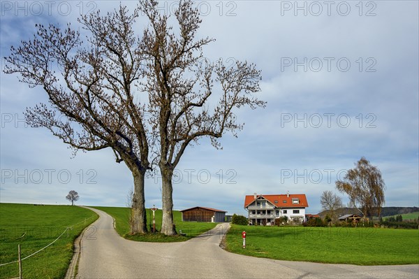 Two autumnal lime trees with crucifix near Altusried