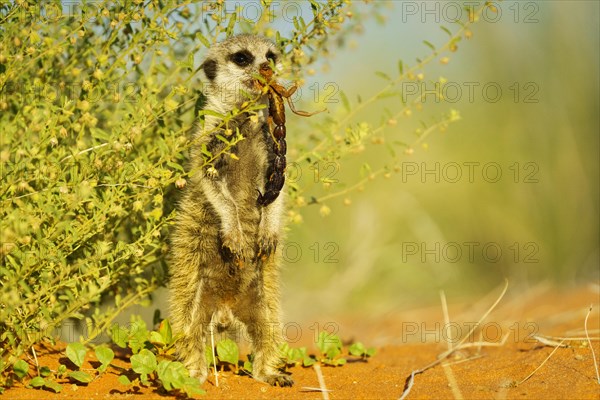 Meerkat