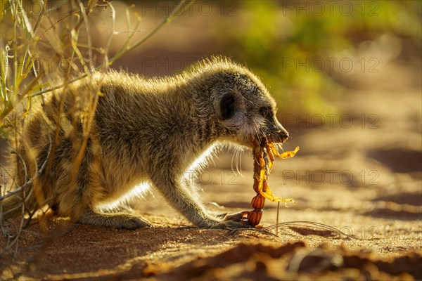 Meerkat