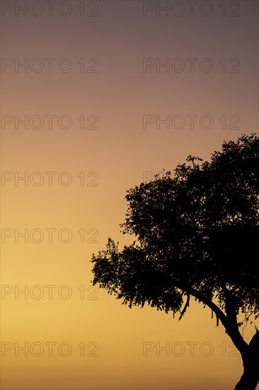 Half of the Acacia tree against the warm