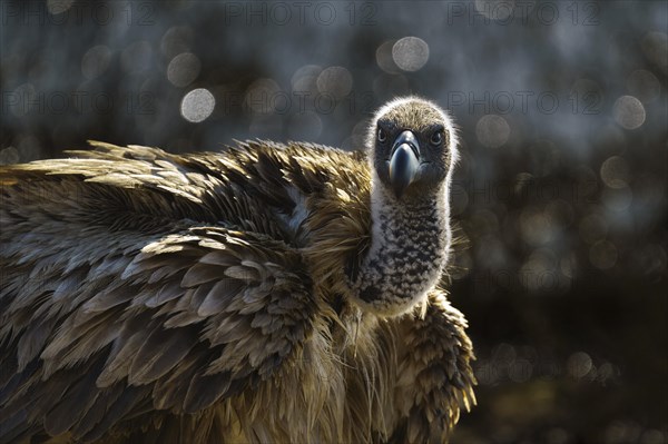 White-backed vulture