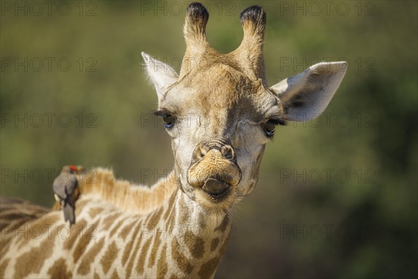 Funny giraffe