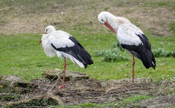 White storks