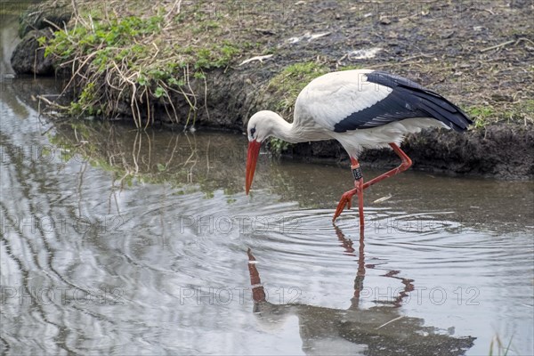 White Stork