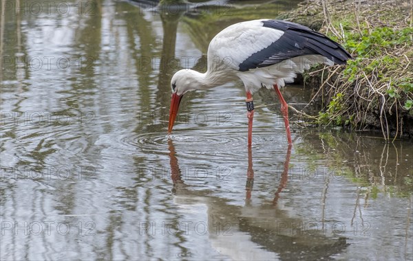 White Stork