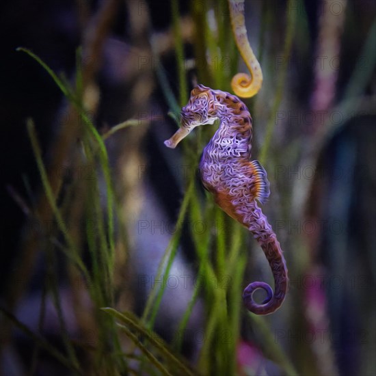 Spotted long-snouted seahorse