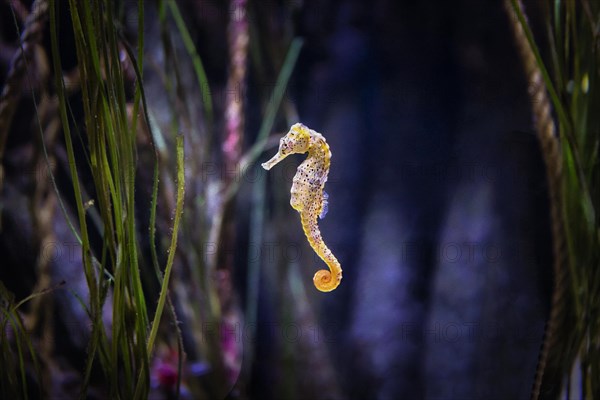 Spotted long-snouted seahorse